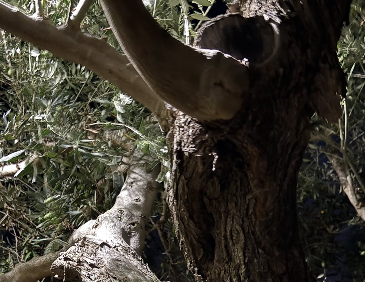 Aldito11's tweet image. L’urlo di Munch coniugato all’arboreo.
