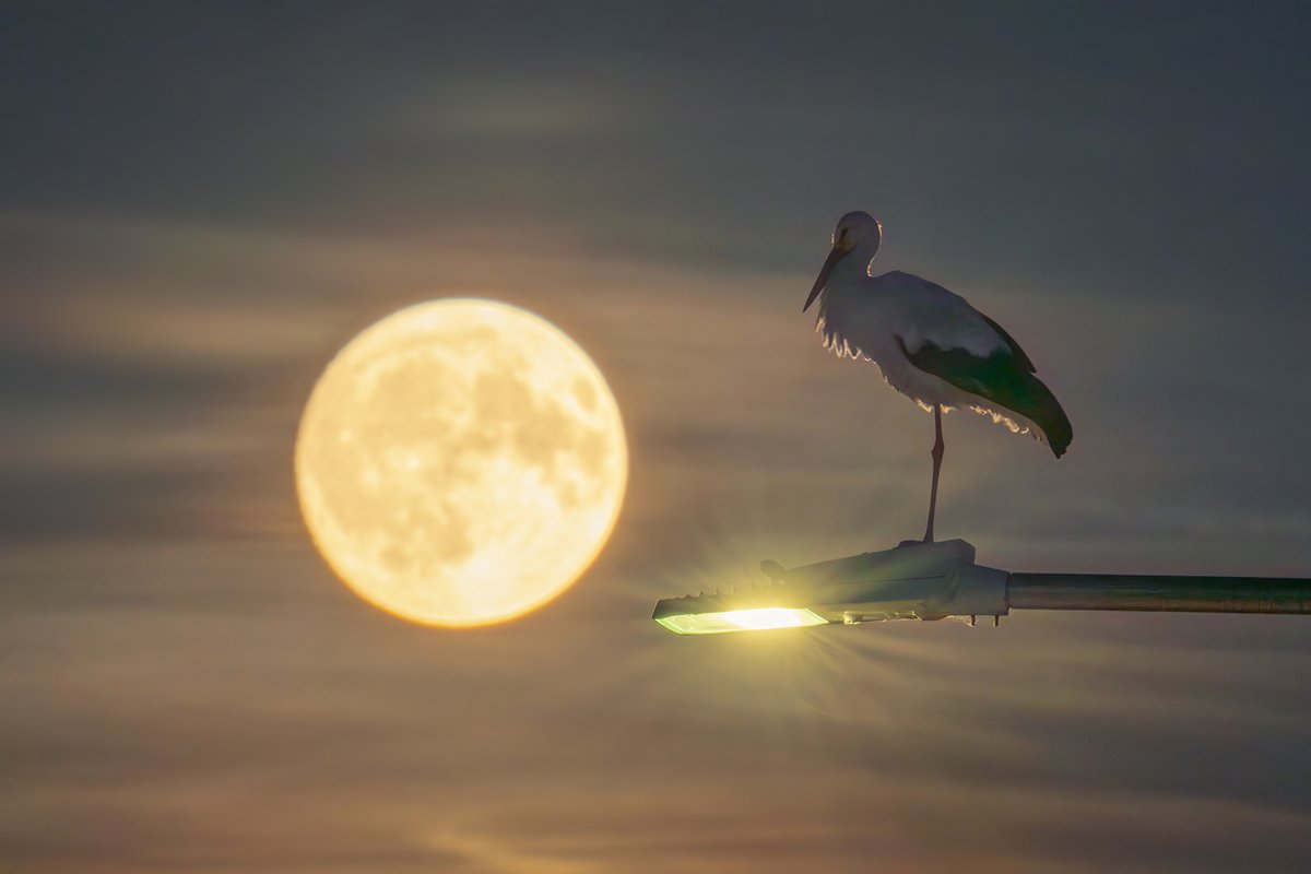 A stork watching the full moon from a streetlight