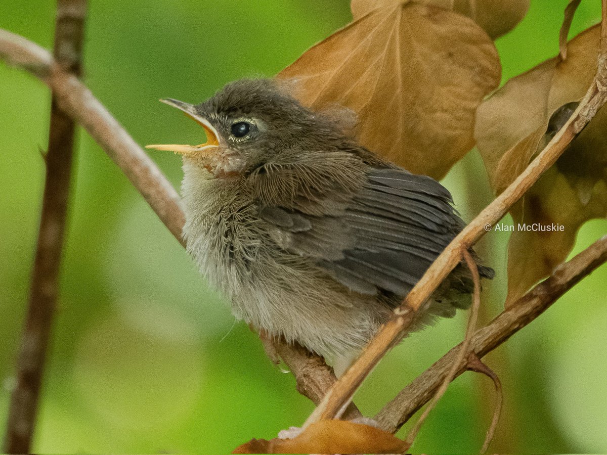Alan's Birds and Wildlife Images (@alanmccluskie) on Twitter photo Can anyone help ID this juvenile see <a href="/slimbridge_wild/">Slimbridge Sightings</a> near the Robbie Garnet hide? Merlin app detected Cetti's and Blackcap in same location? Can anyone help ID this juvenile see <a href="/slimbridge_wild/">Slimbridge Sightings</a> near the Robbie Garnet hide? Merlin app detected Cetti's and Blackcap in same location?