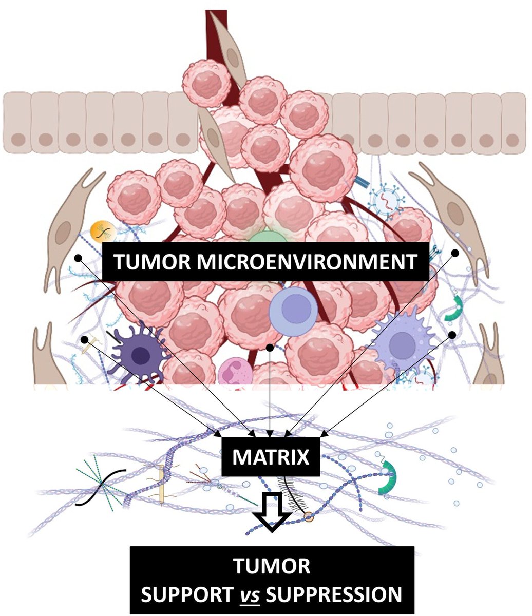 FEBSOpenBio's tweet image. ❗ Check out this new Review!
Matrix: a complex amalgam of structures and functions in tumor microenvironment
🔓 buff.ly/HvYWq9r
#CD44 #Integrins #Proteoglycans #TumourMicroenvironment