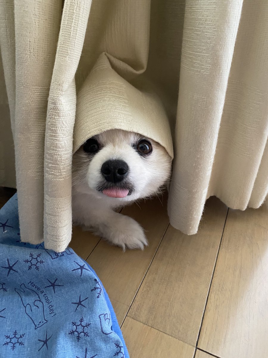 abipumaro's tweet photo. 雨が降る前にお散歩行けました🐾

#ポメラニアン https://t.co/uxXkRmZOhi