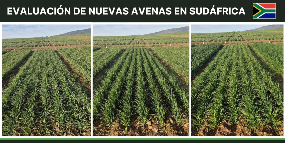 Llevando el MEJORAMIENTO LOCAL al MUNDO
Evaluación de nuevas avenas en Sudáfrica 🇿🇦
Ensayo en Caledon, Western Cape.