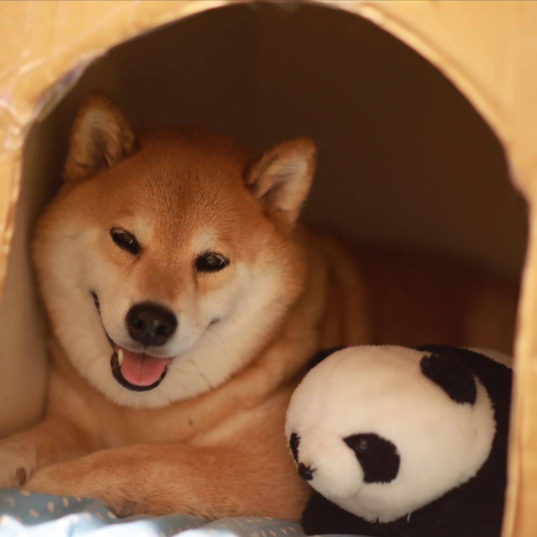 ✅ Real internet legacy
✅ 10+ years of organic clout
✅ Millions of fans worldwide
✅ Most wholesome Shiba alive
✅ Now on-chain as $MARU 📷 🚀 

CA: 0x57cd2eCD25EB262124899a5B83299696565E4cE8
TG: t.me/marutarocoinCTO

#MARU #Marutaro #Next100x
