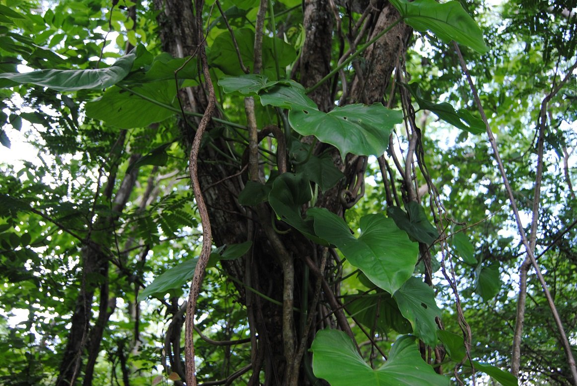 #ENSO_NEUTRAL
TEMPERATURA de superficie en Océano Pacífico Tropical especifica Fase NEUTRAL con PROPENSION a La Niña[1]
Oscilación Sur (PRESIÓN Atmosférica) en Fase NEUTRAL igual PRONÓSTICO MODELO CFSv2[2y3]
En Estación Lluviosa Río ORINOCO en fuerte CRECIDA
¡Reaparecen Malangas!