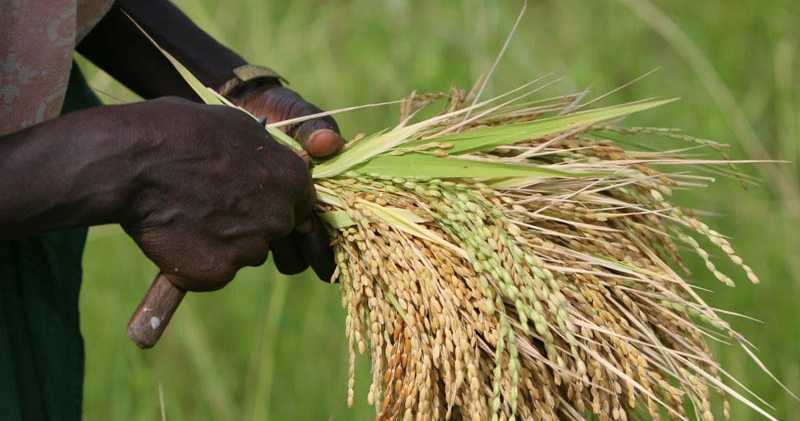 We offer good rice for good nutrition.
our various links
👇👇👇👇👇t.me/+DojO3tj6fWxiZ…   .. Tewter. 
👇👇👇👇👇👇x.com/BiORICESDA?t=o…..
