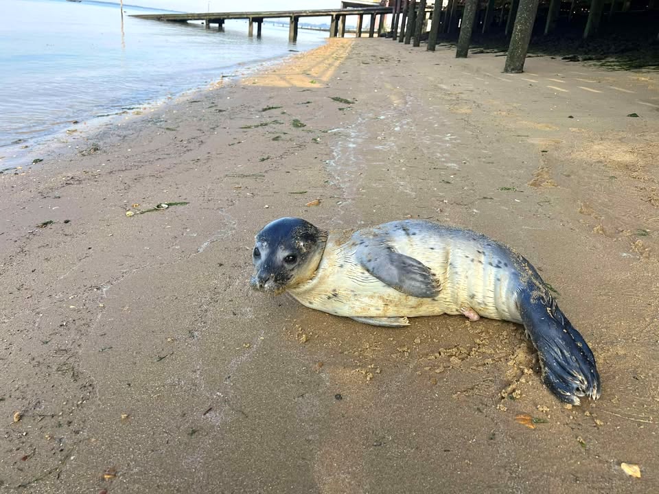 This (utterly adorable) seal pup is recovering in rehab after being found alone on Westcliff beach with an injured belly.

Michael Gibbons first noticed the seal under the Thames Estuary Yacht Club and thought something didn’t seem right with the way it was ‘writhing’ on the