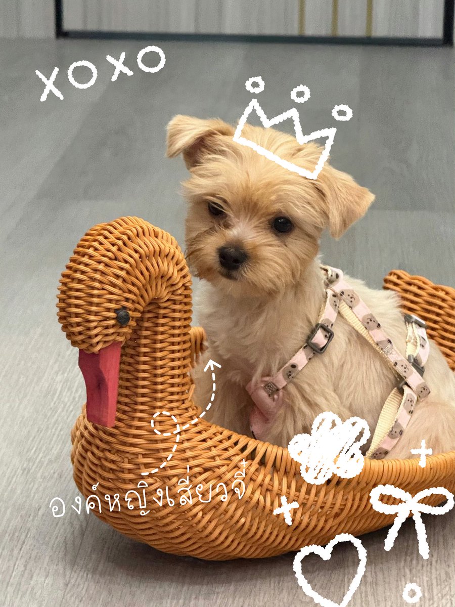 Mycppppp_'s tweet image. ⊹ ᮫࣭  อุนยายขององค์หญิงเสี่ยวจี๋ 𓂃 ✿ ◡̈