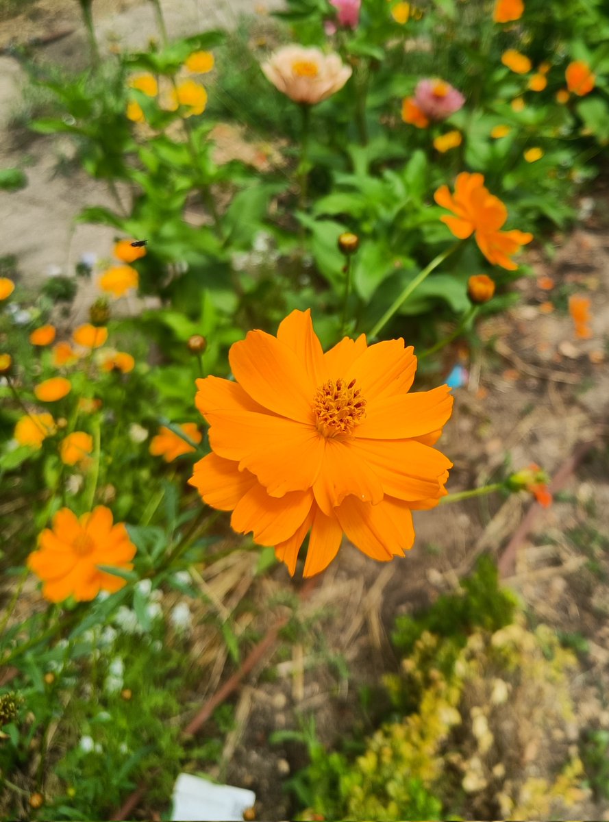 Zinnias, rudbeckias, cosmos… flores comunes, resistentes y coloridas, a veces tachadas de “vulgares”. Pero ser vulgar no impide ser deslumbrante. #VeranoRJB
