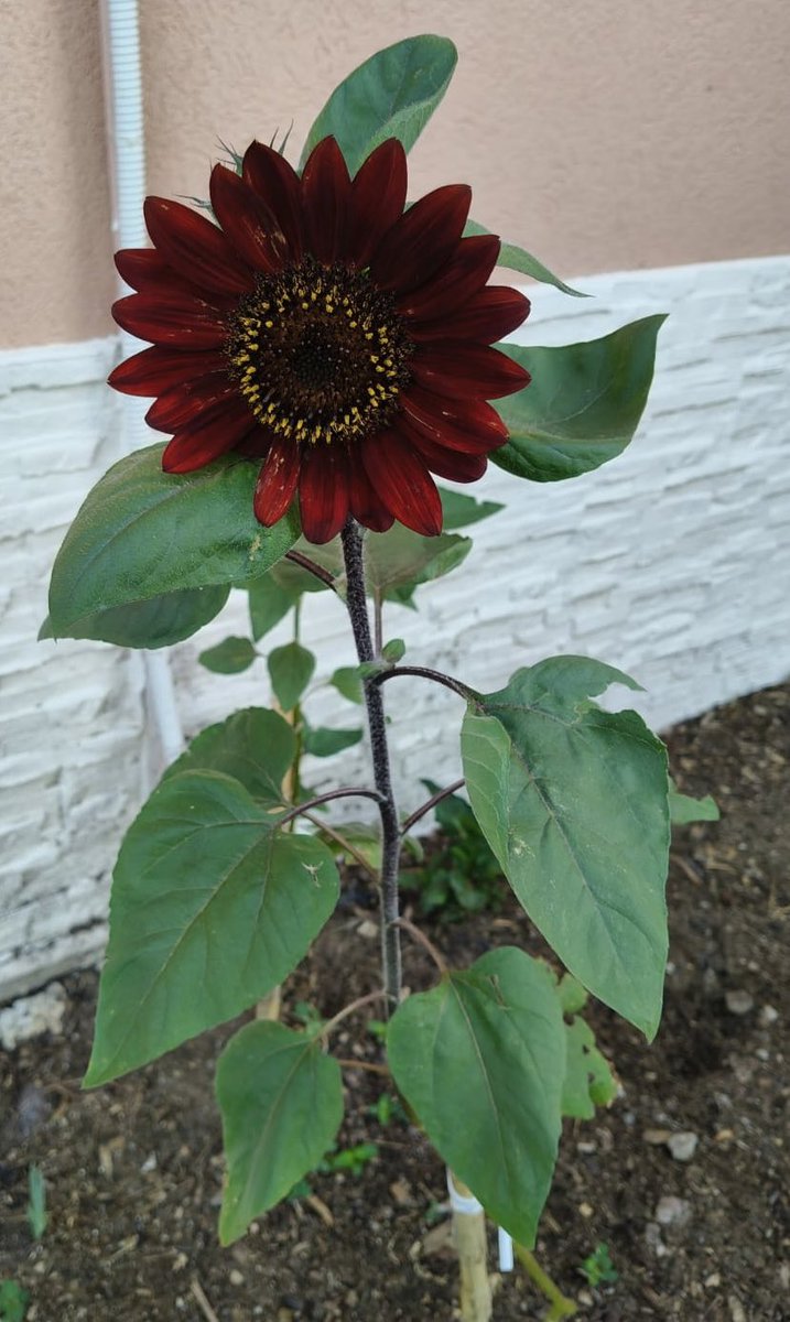teresariccio61's tweet photo. Non tutti i girasoli sono gialli. Non brillano per somigliare agli altri,
ma perché hanno imparato a voltarsi verso la luce.
#diversità #luceinteriore https://t.co/03Ow9CVc2W
