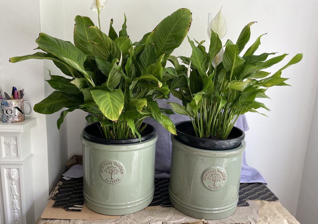ejrosetta's tweet image. I grew these from one single Tesco Peace Lily gifted to me 6+ years ago.
They’re now as tall as my waist.
I’m super proud.
LOOK AT MY PLANTS!