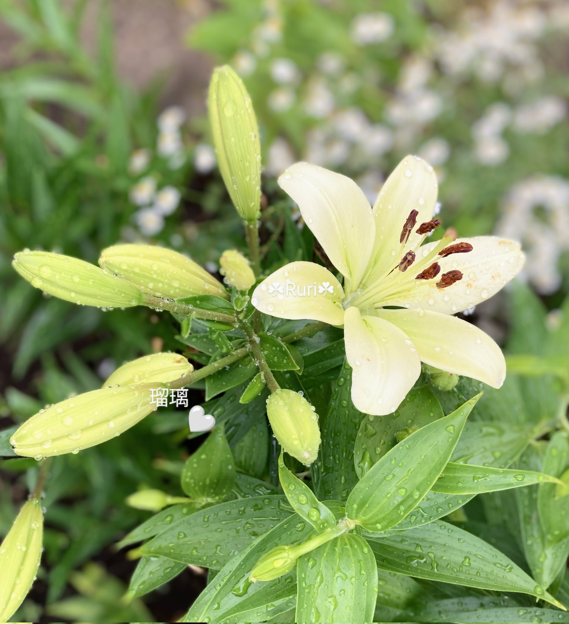 ✿Lily..'s ✿Garden*✿♪ Amazon.com : Garden Lily Solar Lily Lights - Color Changing
