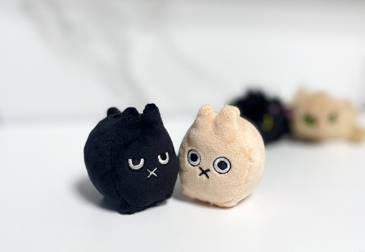 종캣상캣이랑 종끼상끼 입양했어요🖤🤎