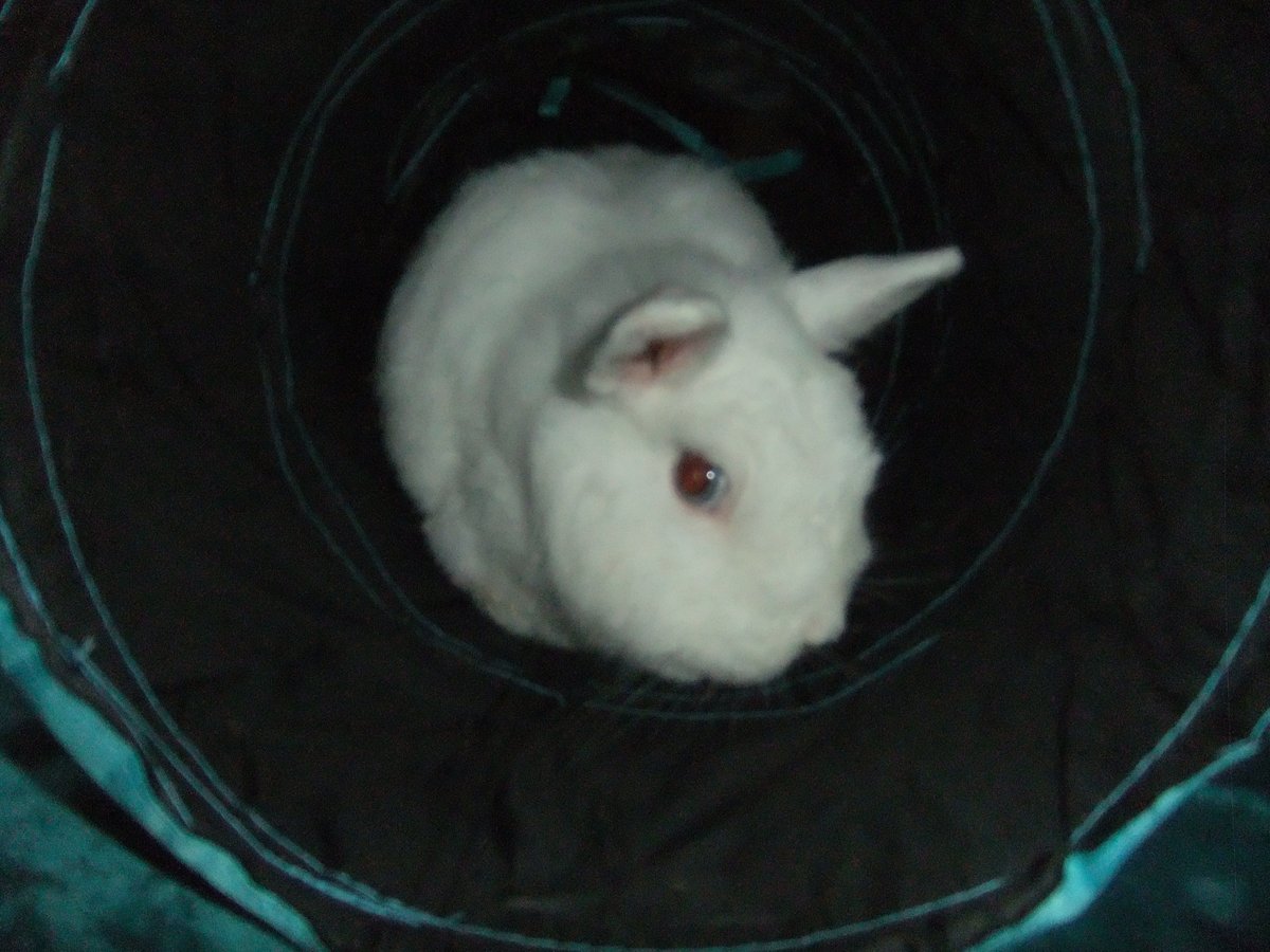 The buns are enjoying the play tunnels and soft fleece blankets donated by two of the sanctuary's supporters... and in this case they're even colour coordinated ! ☺️  
As usual, Fluffy was the first to be brave and explore.
He spent around five minutes sniffing and nosing the