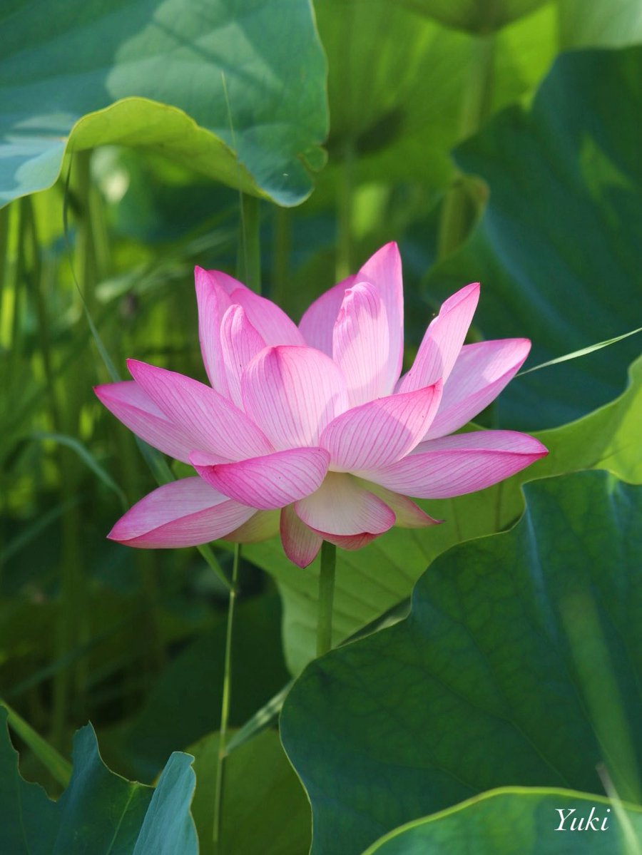 AK52008210's tweet image. こんばんは✨
古河公方公園にて
蓮の花🪷
今年は見に行けてないので
昨年7月6日の写真です
今日も一日お疲れ様でした
.☪*゚
#TLを花でいっぱいにしよう