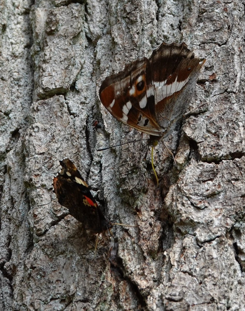 AdeysAlthorp's tweet image. Purple Emperor butterflies are showing well again at Althorp this morning. I saw one particularly nice male on the woodland track, it had been on some fresh fox scat!
We will be planting more goat willow where we have had this latest colony appear.
Conservation@althorp.com