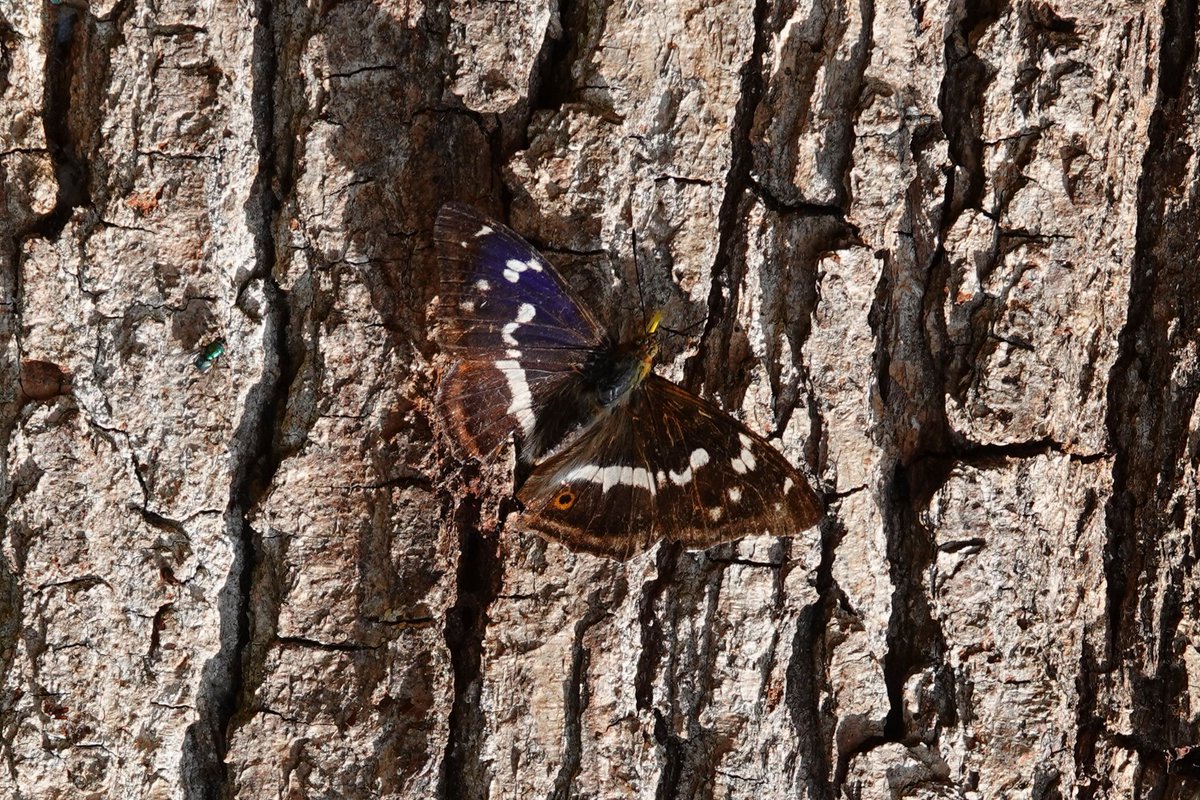 AdeysAlthorp's tweet image. Purple Emperor butterflies are showing well again at Althorp this morning. I saw one particularly nice male on the woodland track, it had been on some fresh fox scat!
We will be planting more goat willow where we have had this latest colony appear.
Conservation@althorp.com
