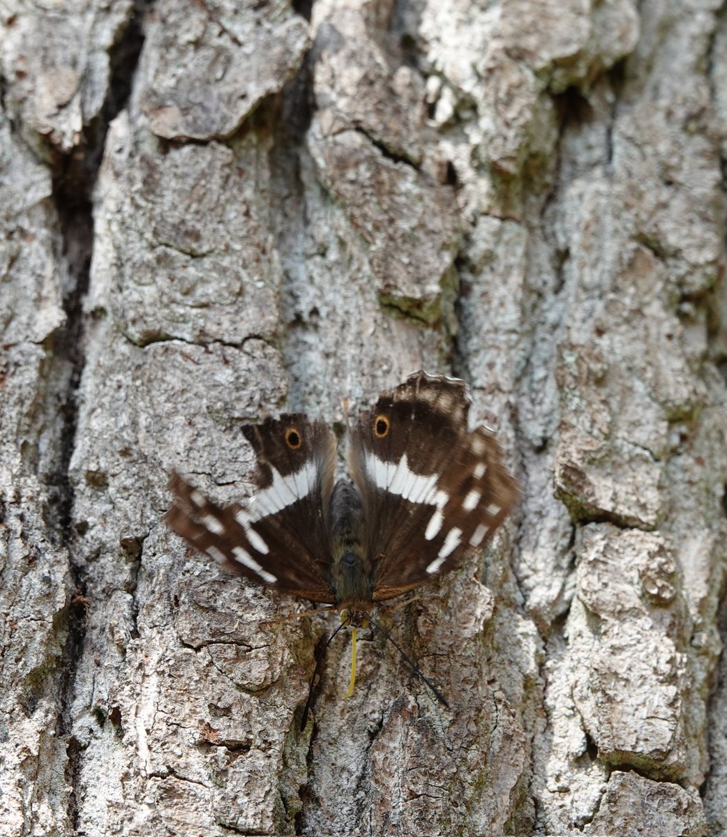 AdeysAlthorp's tweet image. Purple Emperor butterflies are showing well again at Althorp this morning. I saw one particularly nice male on the woodland track, it had been on some fresh fox scat!
We will be planting more goat willow where we have had this latest colony appear.
Conservation@althorp.com
