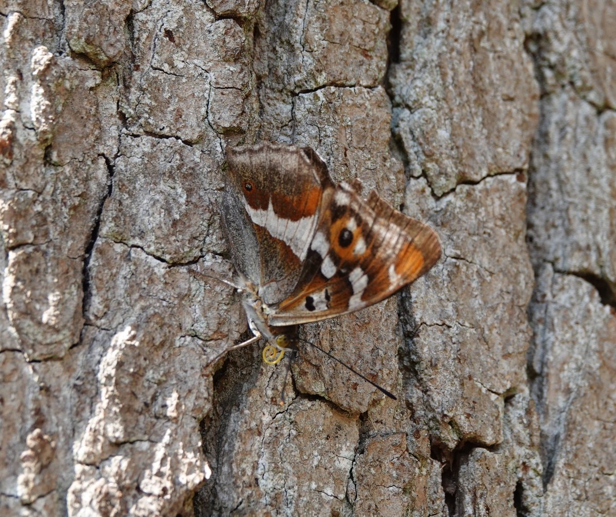 AdeysAlthorp's tweet image. Purple Emperor butterflies are showing well again at Althorp this morning. I saw one particularly nice male on the woodland track, it had been on some fresh fox scat!
We will be planting more goat willow where we have had this latest colony appear.
Conservation@althorp.com