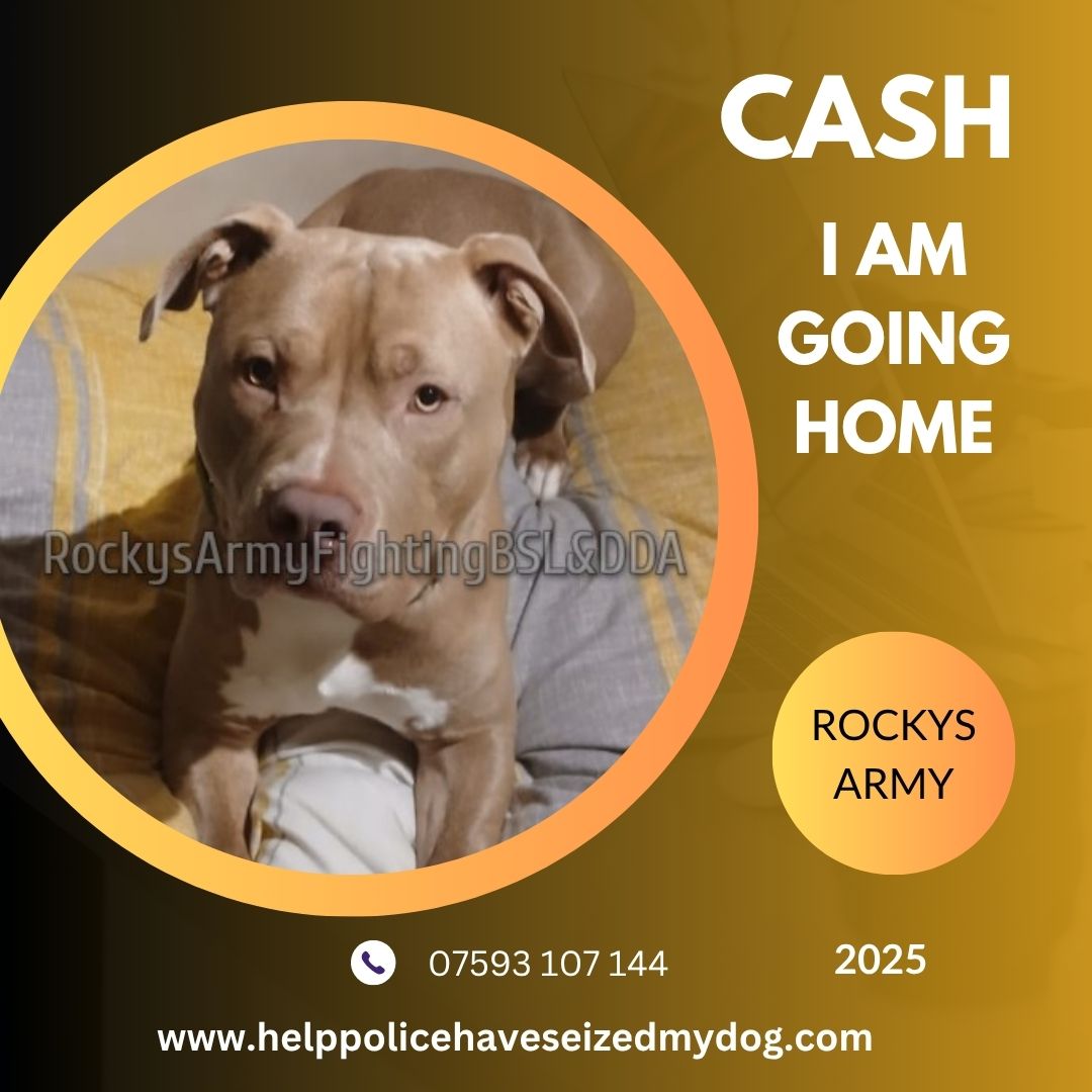 Rockys Army Fighting BSL & DDA tweet media
