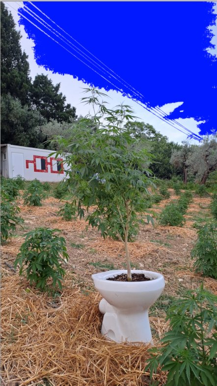 SenSenseeds's tweet image. 123 gm......👑......
🌱&quot;Queen On Throne&quot; 🚽
Auction live! 
Bid on this &quot;OKC#1545 #NFT &quot; on Base for Amnesia Haze CBD in a toilet-shaped pot. 

Minimum bid: 0.1 ETH (+0.01 increments). 
Support hemp culture &amp;amp; art! 

-Bid via @bankrbot on X, @base (only @MetaMask), or BaseScan. ca:…
