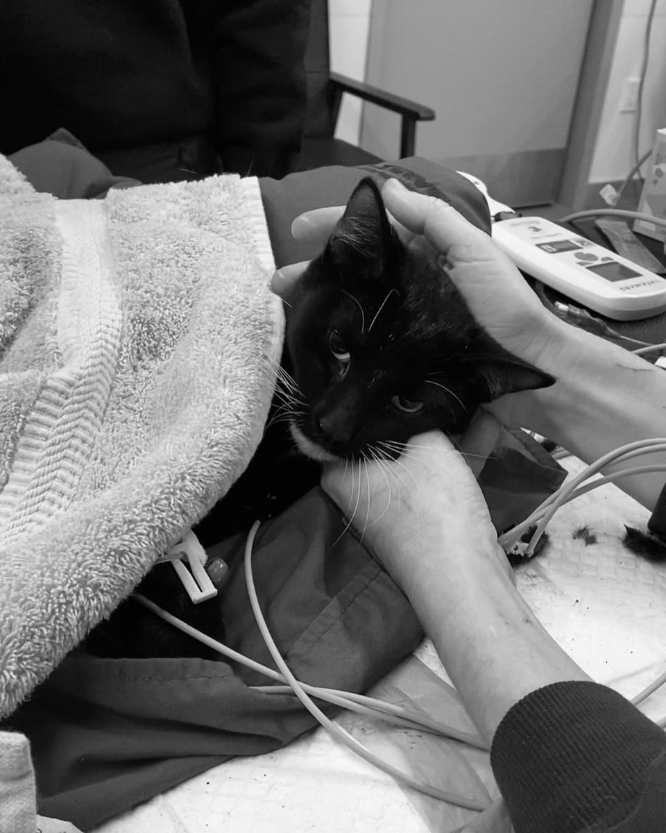 Cats of Meow York. tweet media