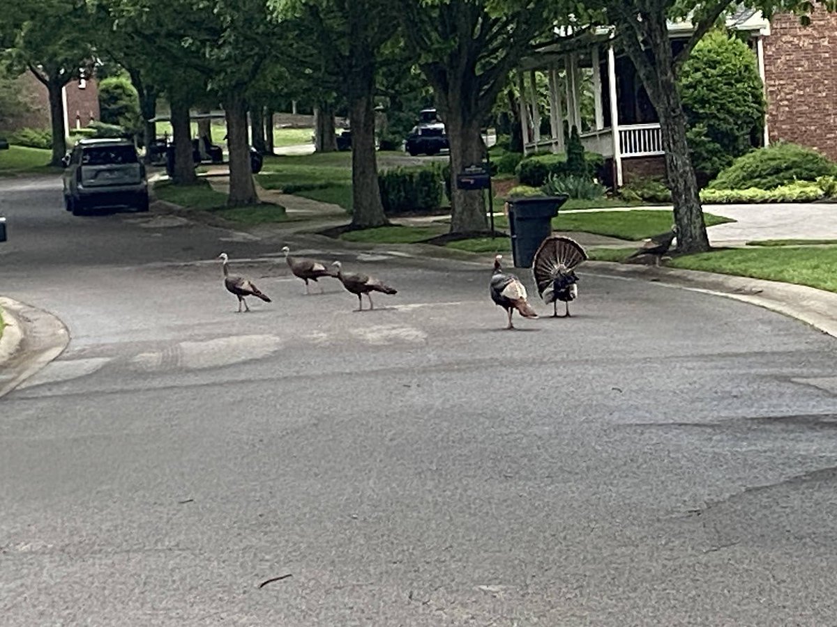 Yesterday:
🚶‍♂️ 15,754 steps
Solid day overall.

Tomorrow’s date night. Sunday’s kid time.
So today? It’s about focus.

Here's hoping everyone in the world of Twitter has a phenomenal day!!!
🦆 #OFJ