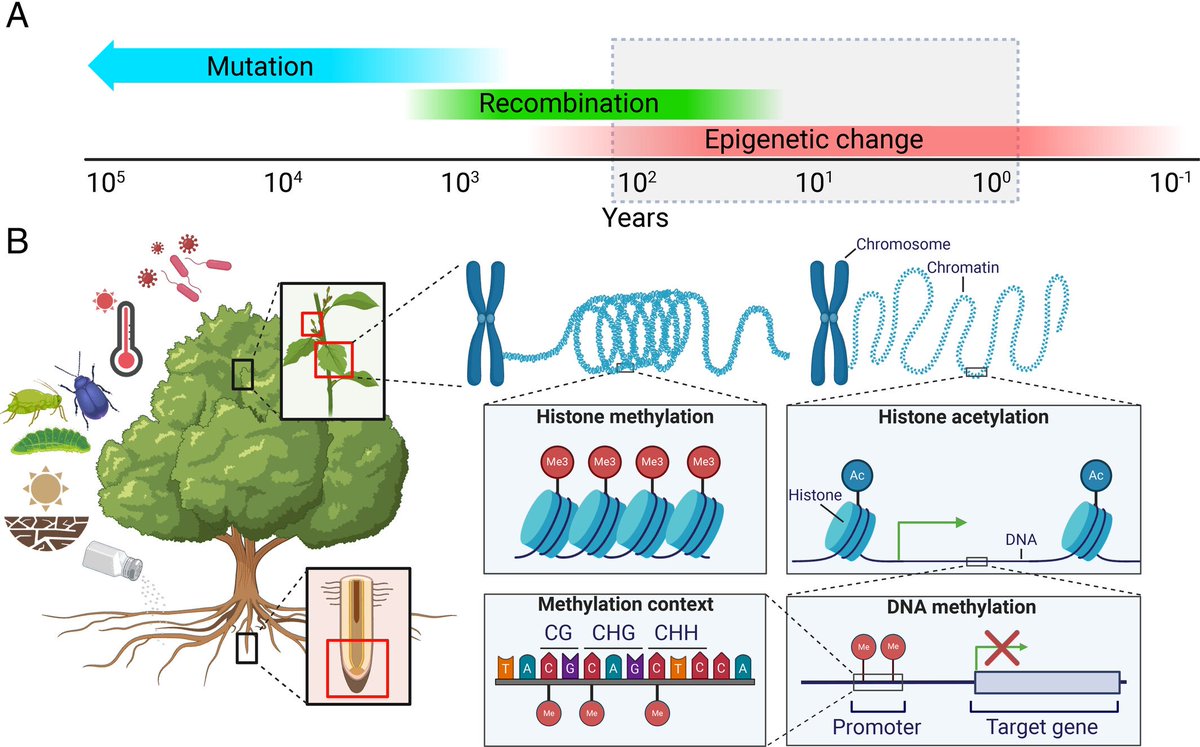 Article by Matin Miryeganeh &amp; David Armitage <a href="/wileyplantsci/">Wiley Plant Science</a> <a href="/WileyEcolEvol/">Wiley Ecology & Evolution</a>

#Epigenetic responses of #trees to #environmental stress in the context of #climate change

onlinelibrary.wiley.com/doi/full/10.11…

<a href="/AbiluTangwa/">Tangwa Abilu.🌿🌏🌾🍀🍃.SDG's.</a> <a href="/ForestryRes/">Forestry Research</a> <a href="/CERAIUg/">Centre for Environmental Research and Agriculture</a> <a href="/EpigenChromatin/">EpigeneticsChromatin</a> <a href="/EpigenomeTech/">Epigenome Technologies Inc.</a> <a href="/sci_plant/">Plant Science</a> <a href="/Sdg13Un/">🇺🇳 #UN 🇺🇳 #SDGs 🌏 #ClimateAction 🌐 #ActNow</a>