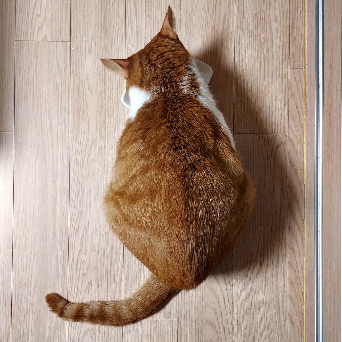 PISTACHIH0's tweet image. 고양이: 머리 배로 이루어진