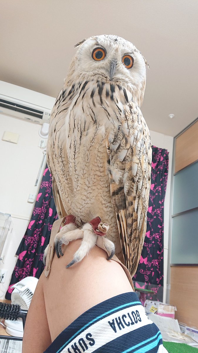 今年もアオバズク来る❢ 2024.6.2 ☆ｶｲｰｸ☆ｼﾍﾞﾘｱ ﾜｼﾐﾐｽﾞｸ໒꒱· ﾟ (@daizu_kiwi) / Posts / X