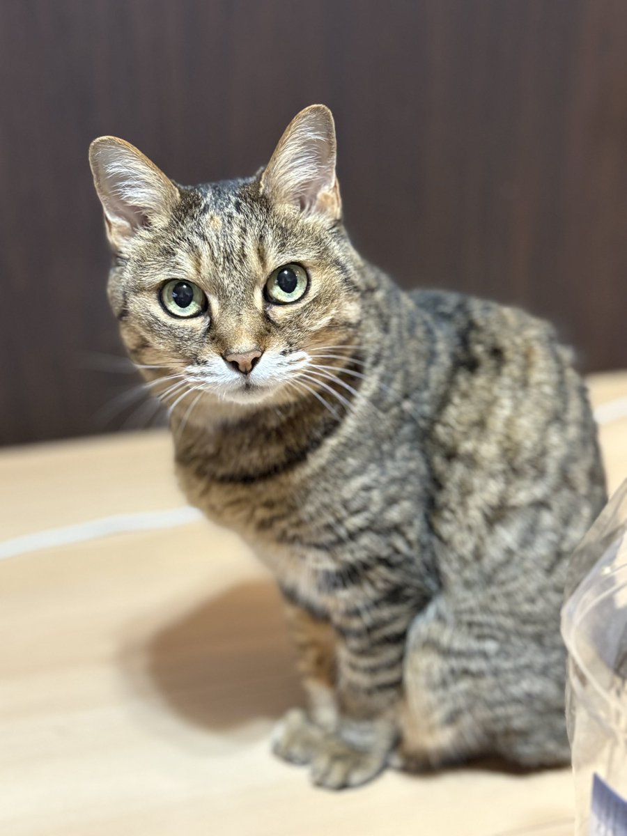 nekko1127@猫飼ってます 　379 お猫さん🐈 on X: 