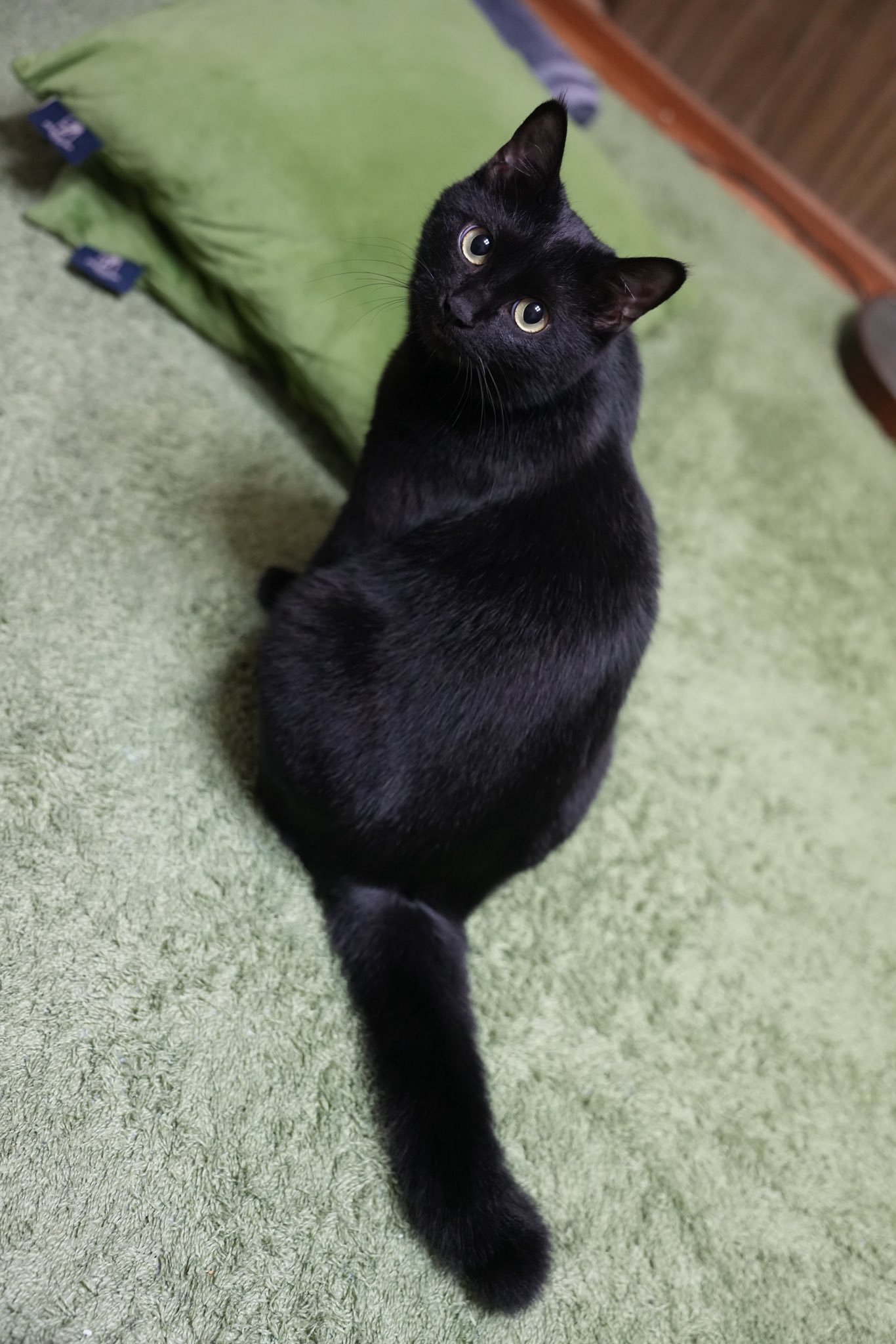 黒猫 黒猫つくねちゃん太しっぽ on X: 