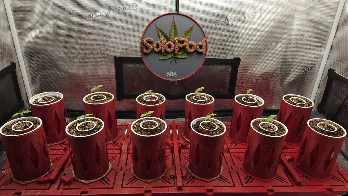DFDredd's tweet image. Skank1 R2 tester run
MH FC4000 90% ~600ppfd 12/12 from seed day 5