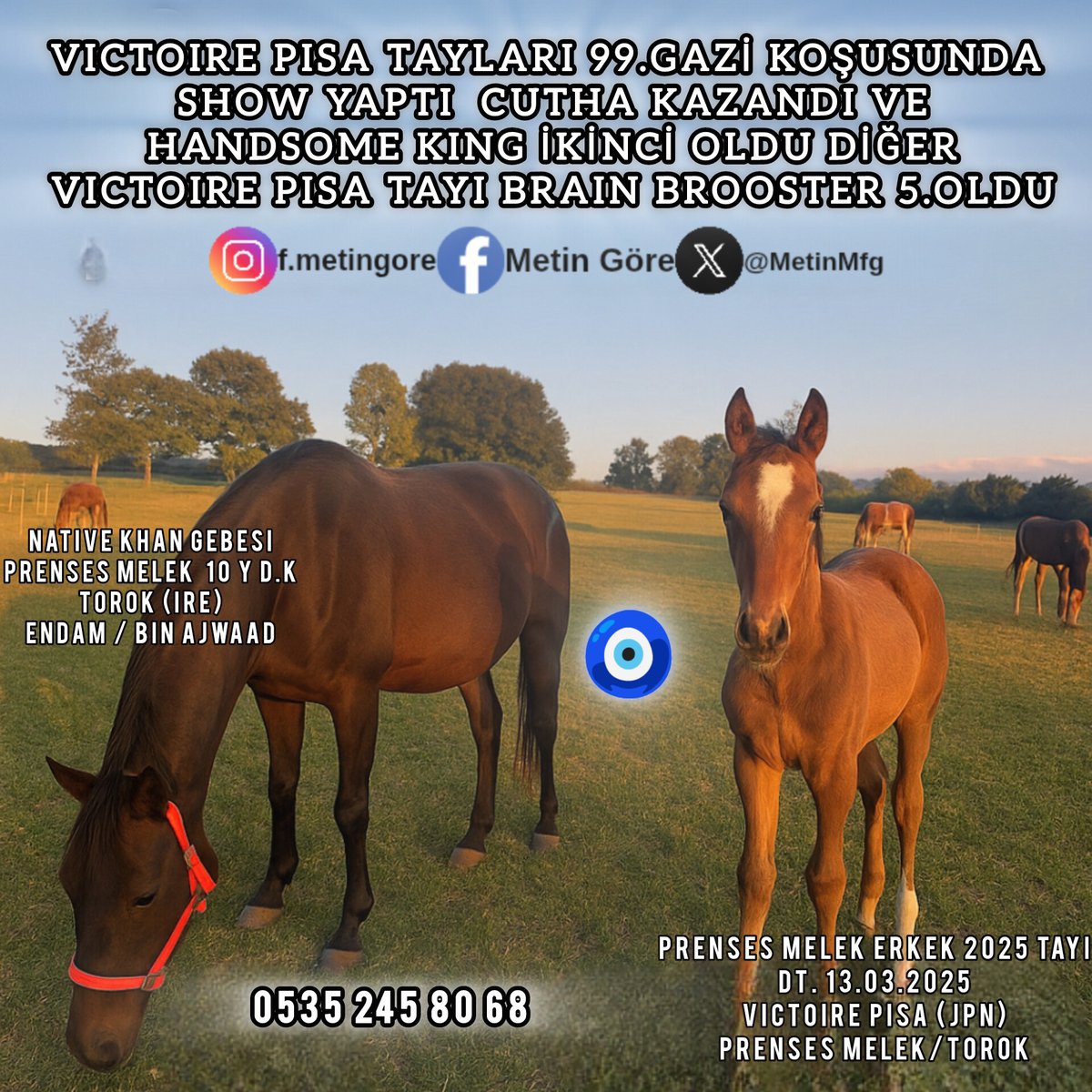 MetinMfg's tweet photo. #NativeKhan gebesi #Torok kızı damızlık Prenses Melek, yanında #VictoirePisa erkek tayı ile birlikte satıştadır #varmıtalip @varmitalip https://t.co/BRkloOFBC1