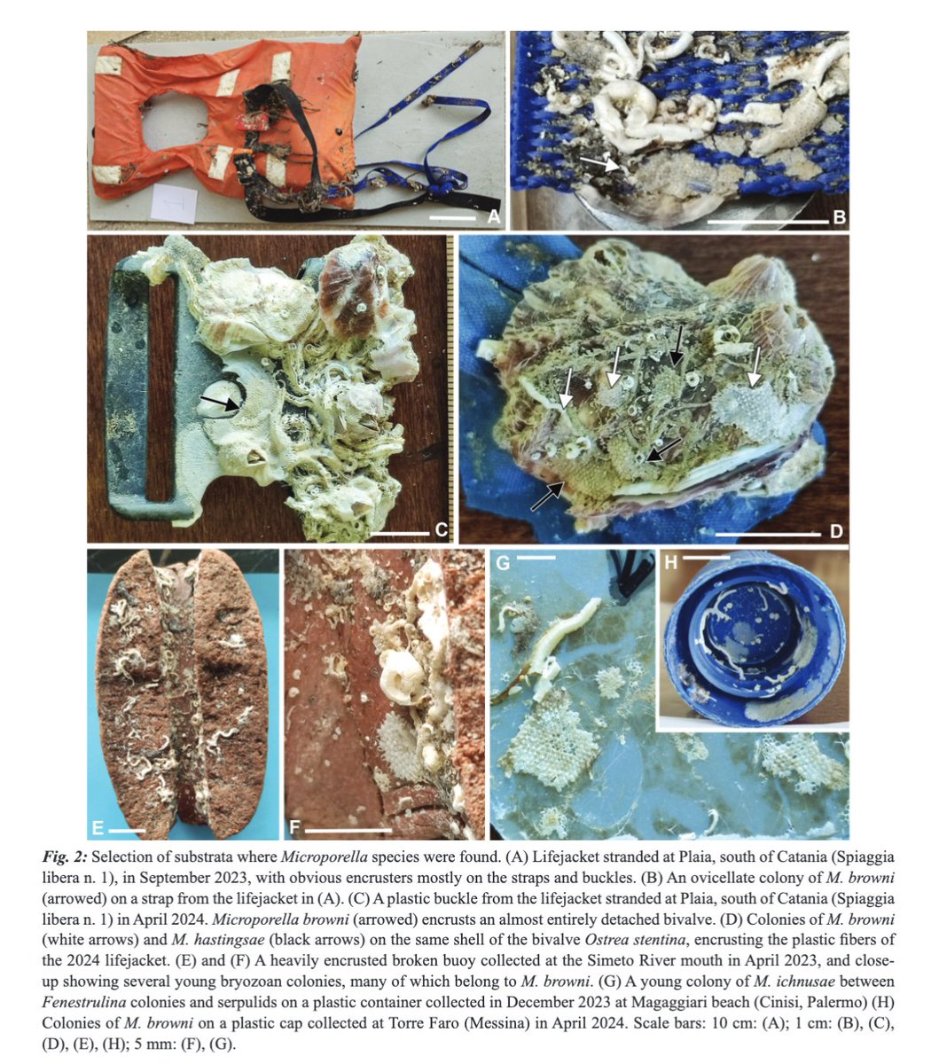ROSSO, A., DI MARTINO, E., &amp; SIDDIOLO, C. (2025). Going west: the spread of non-native Microporella (Bryozoa) species on drift plastic debris. Mediterranean Marine Science, 26(1), 71–89. doi.org/10.12681/mms.3…
