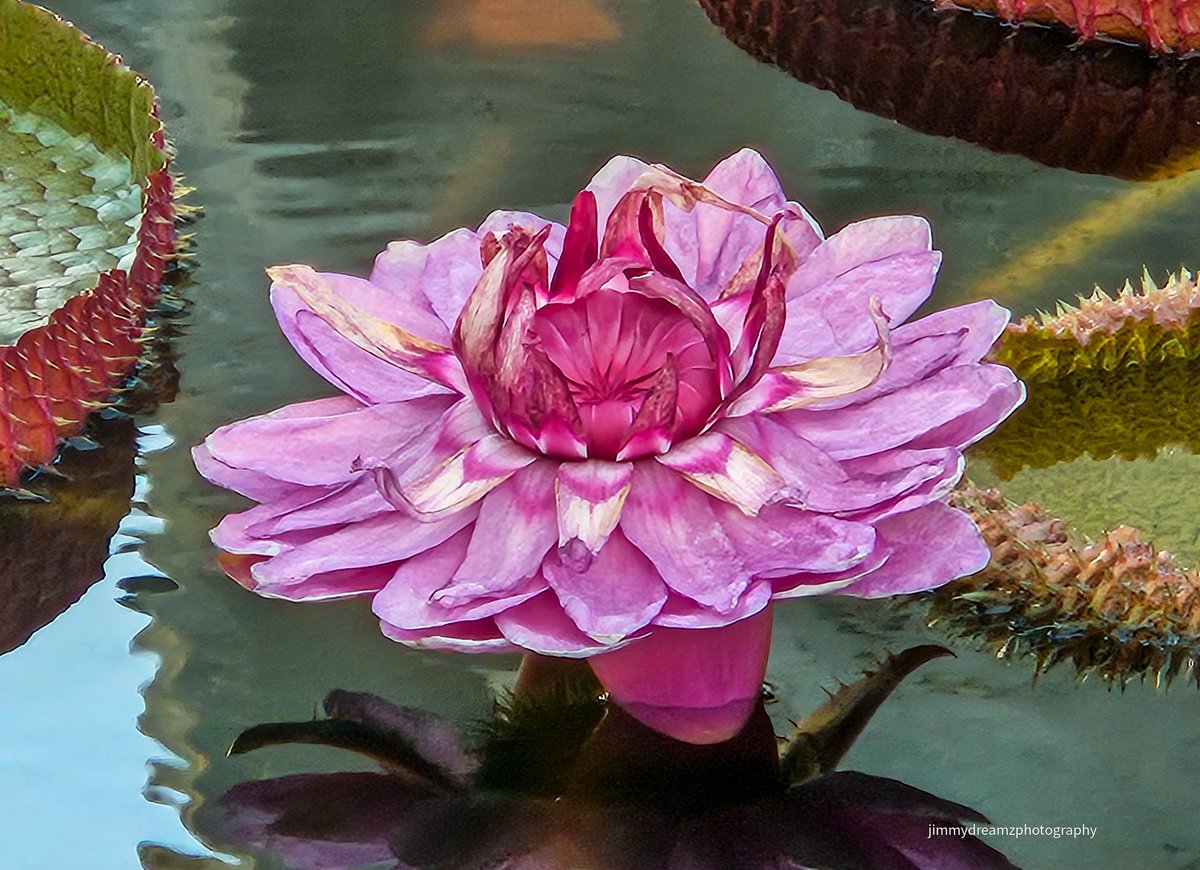 Jim O'Neil (@jimmydreamsmb) on Twitter photo Good morning, It was a special evening to be able to see the Victoria Lotus in full Bloom. It only blooms in the evening. It then closes back up. It was really nice to share it with a friend.๐ <a href="/EdPiotrowski/">Ed Piotrowski</a> <a href="/AndrewWMBF/">Andrew Dockery</a> <a href="/brookgreensc/">Brookgreen Gardens</a> <a href="/LCWxDave/">Dave Williams</a> <a href="/Discover_SC/">South Carolina</a>
<a href="/ScottyPowellWX/">Scotty Powell</a> Good morning, It was a special evening to be able to see the Victoria Lotus in full Bloom. It only blooms in the evening. It then closes back up. It was really nice to share it with a friend.๐ <a href="/EdPiotrowski/">Ed Piotrowski</a> <a href="/AndrewWMBF/">Andrew Dockery</a> <a href="/brookgreensc/">Brookgreen Gardens</a> <a href="/LCWxDave/">Dave Williams</a> <a href="/Discover_SC/">South Carolina</a>
<a href="/ScottyPowellWX/">Scotty Powell</a>