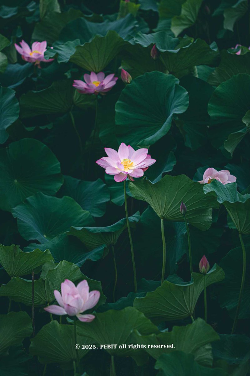 한 폭의 그림 같았던 연꽃
진흙 속에서 피어나도 그 색을 잃지 않는다는 점이 좋다.