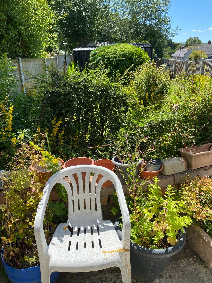 RobertGareth2's tweet photo. I like my garden naturally wild!😎👍 https://t.co/Juwaed71ee
