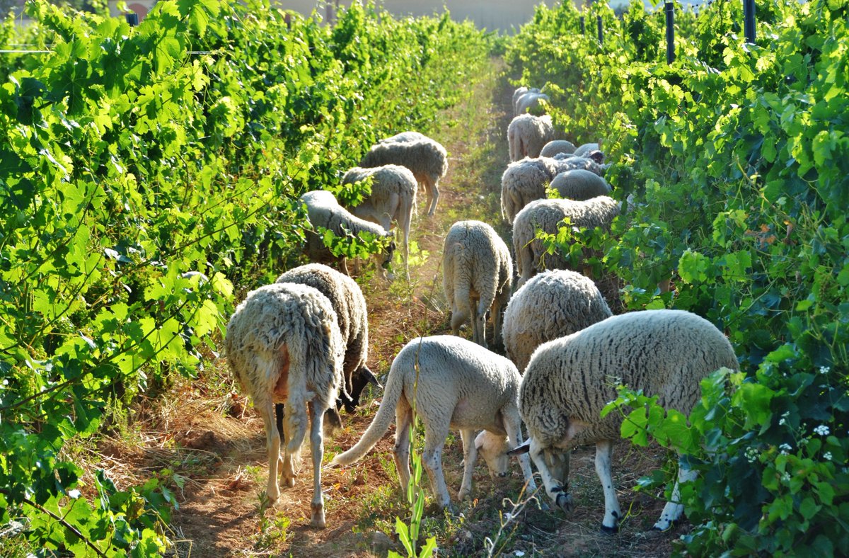 Maria Rosa Ferré 🌸 (@mariarosaferre) on Twitter photo Dies de poda en verd al Penedès, amb un ramat que només es menja el pàmpol, ja que el gra de raïm és massa verd i el deixen al descobert, afavorint una bona maduració i millorant la qualitat del sòl de l'agricultura ecològica.
Foto <a href="/MariaRosaFerre/">Maria Rosa Ferré 🌸</a> Dies de poda en verd al Penedès, amb un ramat que només es menja el pàmpol, ja que el gra de raïm és massa verd i el deixen al descobert, afavorint una bona maduració i millorant la qualitat del sòl de l'agricultura ecològica.
Foto <a href="/MariaRosaFerre/">Maria Rosa Ferré 🌸</a>