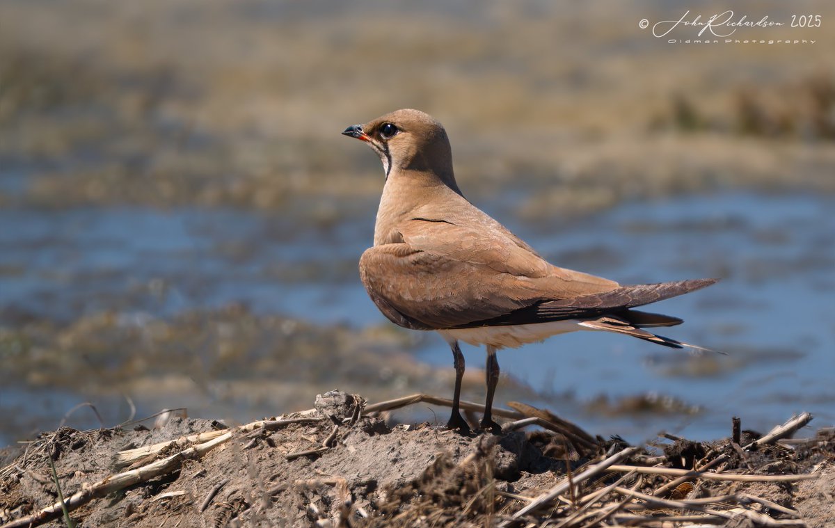 oldman65Suffolk's tweet image. Collared Pratincole
Aldeburgh Town Marshes
09/07/2025