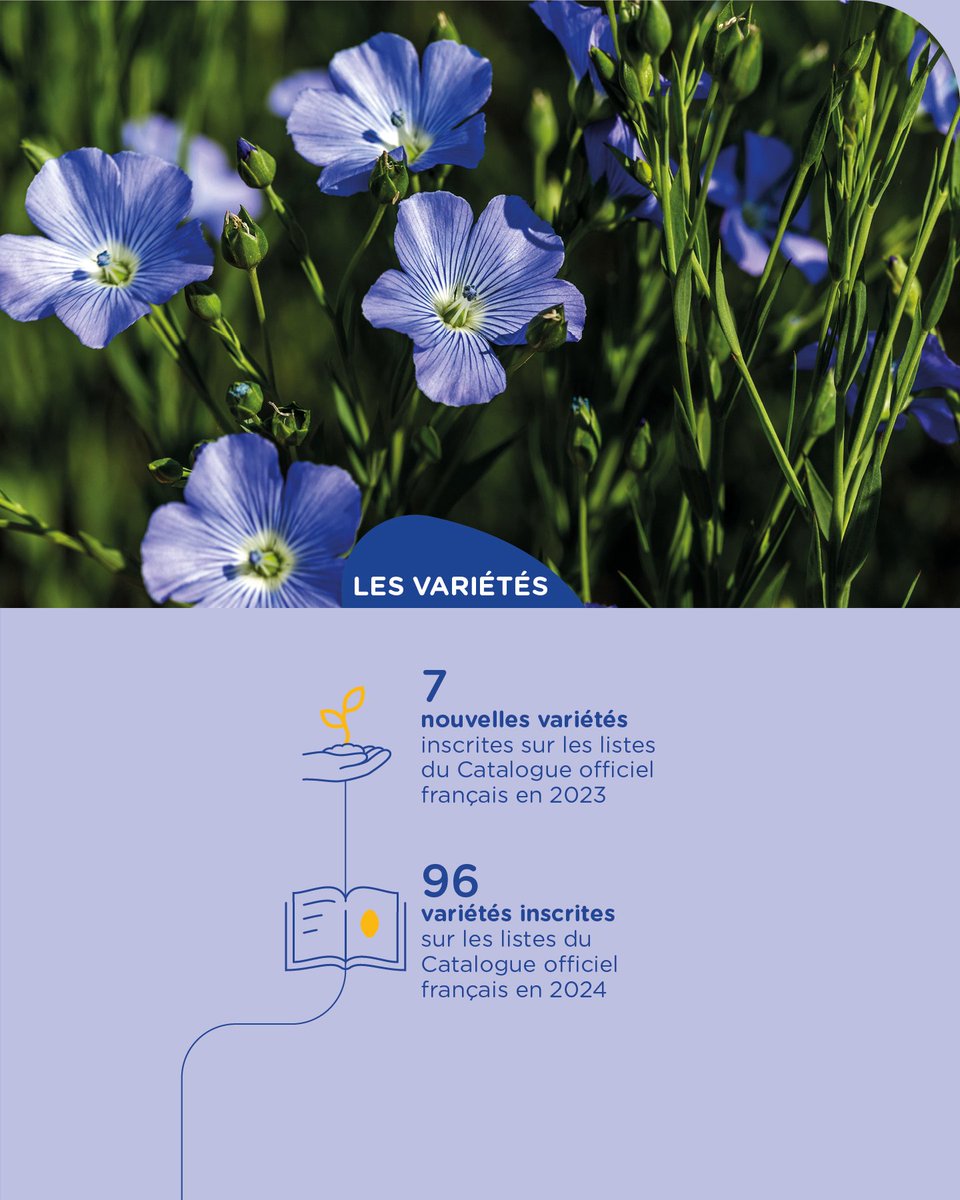 📊 Les chiffres du mois chez SEMAE
🇫🇷 Le lin fait rayonner la France :
1 530 multiplicateurs, 29 entreprises, 96 variétés, 90 % de semences certifiées.
🌱 Faibles intrants, bons rendements.
Et le chanvre ? 1er producteur 🇪🇺, filière 100 % FR, zéro pesticide.