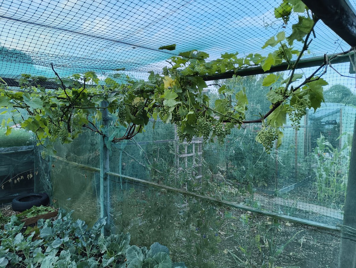 Remco 🌱 tweet media