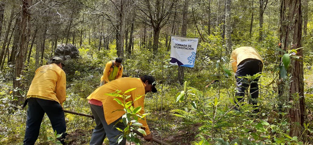 En la comunidad de San Juan de los Durán, en Jalpan de Serra, realizamos cepas que serán la base para reforestar la zona. 
¡Cada cepa es el inicio de un nuevo árbol! #CONTIGO