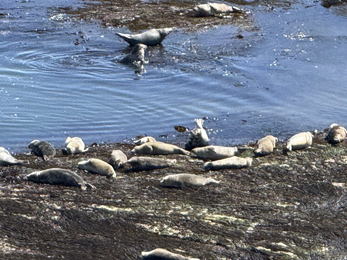 What a glorious day for our Geography field trip AND the seals are out in full force! 😎☀️🦭
