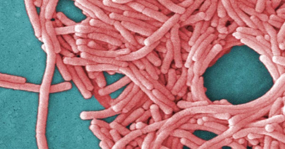 CanHealthwatch's tweet image. βIt loves waterβ: Summer heat waves could lead to legionnaire outbreaks, expert says ctvnews.ca/health/articleβ¦
π πΌπΏπ² π»π²ππ β’ CanadaHealthwatch.ca π