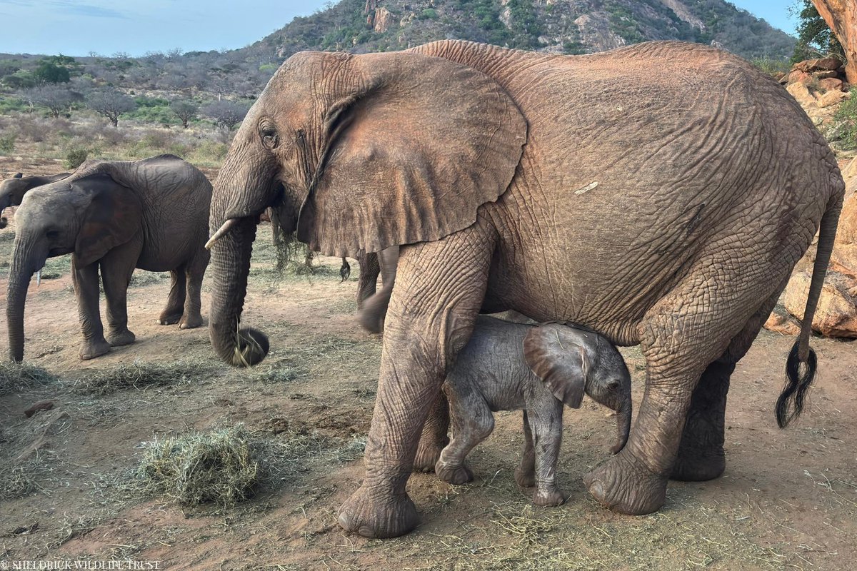 From rescued orphan to wild mum — Kalama’s life has come full circle.

In 2009, she was pulled from a well in northern Kenya, alone and just four months old. Now 16, Kalama lives wild in Tsavo, but still returns to visit the place she grew up, and the people who raised her

And