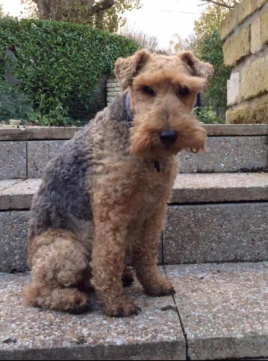 #throwbackthursday Angie Welsh terrier