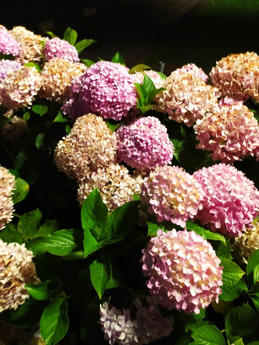 ruipii's tweet image. #RuiPii #CoresNaNoite #Keepitgreen