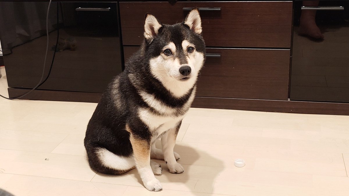 副菜作り
・人参とじゃがいものきんぴら
・茄子の揚げびたし
・ピーマンとツナの和え物
・シロナ(菜っ葉)と厚揚げのたいたん

約2時間も掛かったから
激おこぷんぷん丸のしばこたん🐶🐾
散歩にいってきまーす💦
