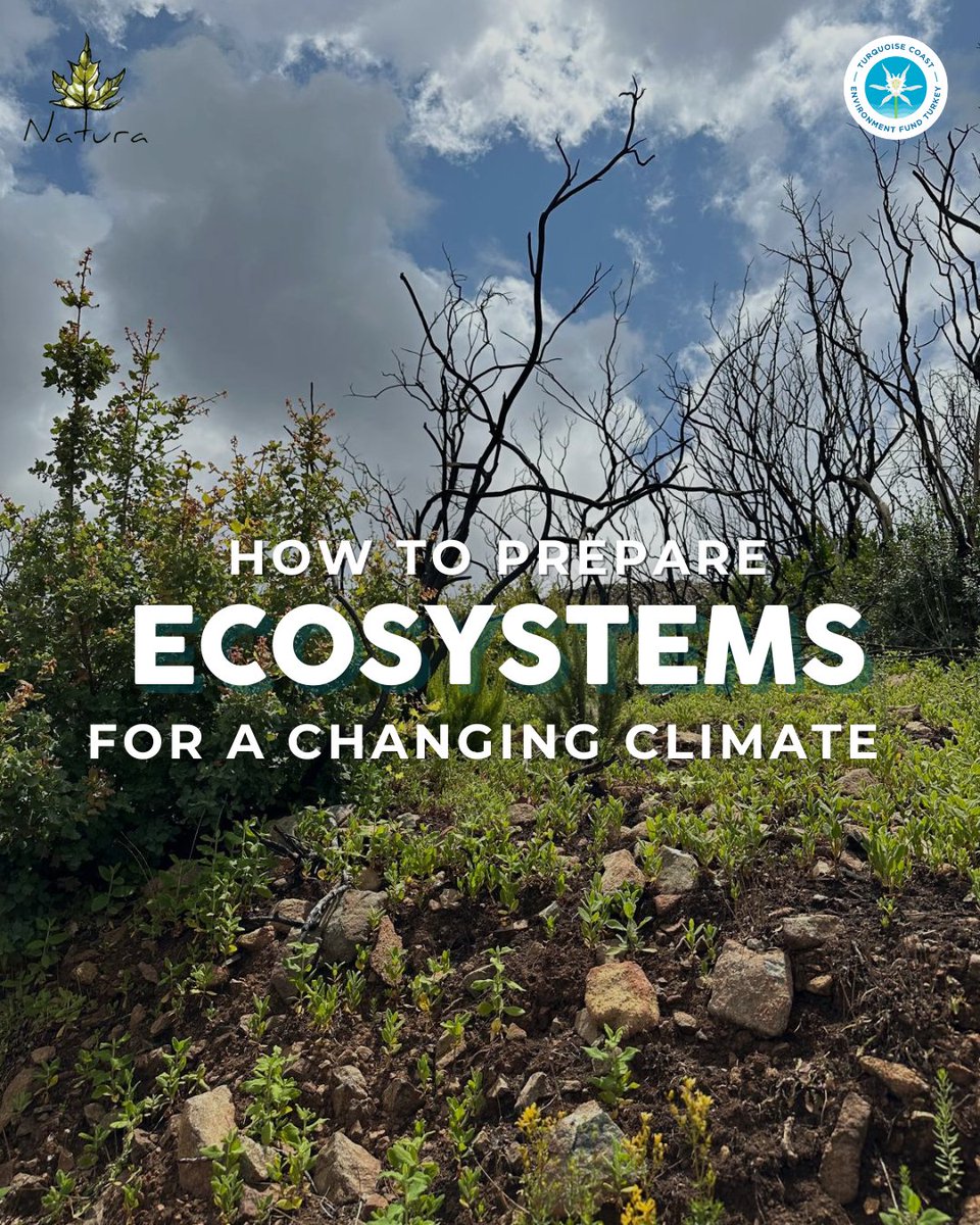 TurquoiseFund's tweet image. 🌱 Toward a Fire-Resilient Future with Nature 
🌱 Doğayla Uyumlu, Yangına Dayanıklı Bir Gelecek

📗@NaturaDoga's restoration guide shows how to support post-fire recovery through nature-based methods.
📎   researchgate.net/publication/37…