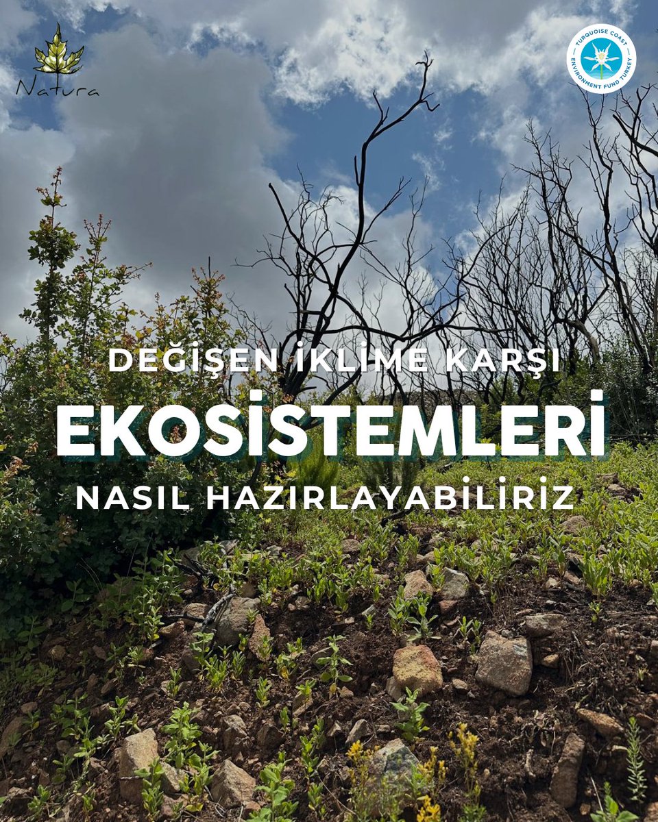 TurquoiseFund's tweet image. 🌱 Toward a Fire-Resilient Future with Nature 
🌱 Doğayla Uyumlu, Yangına Dayanıklı Bir Gelecek

📗@NaturaDoga's restoration guide shows how to support post-fire recovery through nature-based methods.
📎   researchgate.net/publication/37…